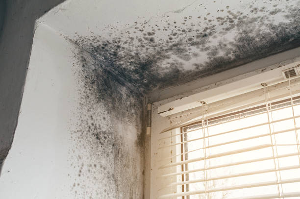 Affordable Mold Cleanup solutions in Front Royal, VA