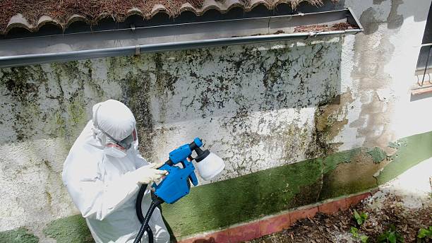 Top rated local Mold Cleanup specialists in Front Royal, VA